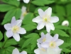 Show product details for Anemone nemorosa Atley